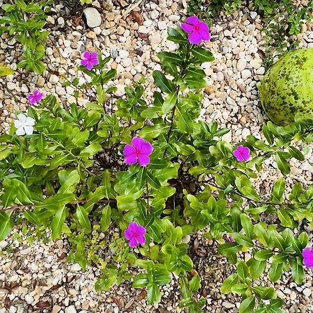 House Of Shells, Beautiful Garden, Fenced Yard, Dog Friendly, Fire Pit! Villa Crystal River Exteriör bild